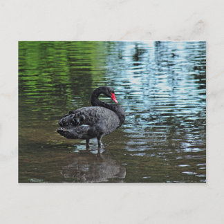Postal Cisne Negro. Lago Roath Park, Cardiff, Gales.
