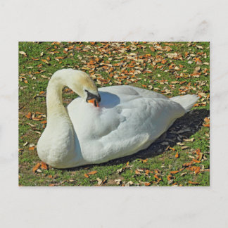 Postal Cisne perenne. Lago Roath Park, Cardiff, Gales.
