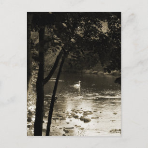 Postal Cisne sobre el río - vertical