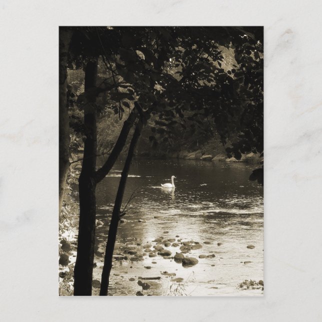 Postal Cisne sobre el río - vertical (Anverso)