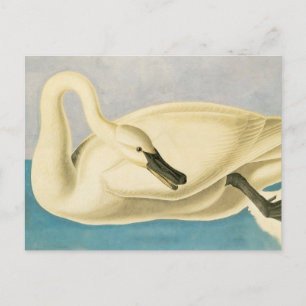Postal Cisne trompetero por John James Audubon, ave vinta