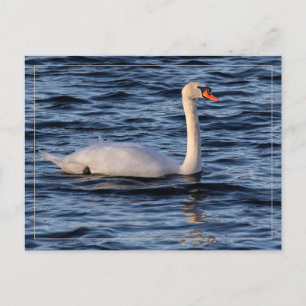 Postal Cisne y agua azul