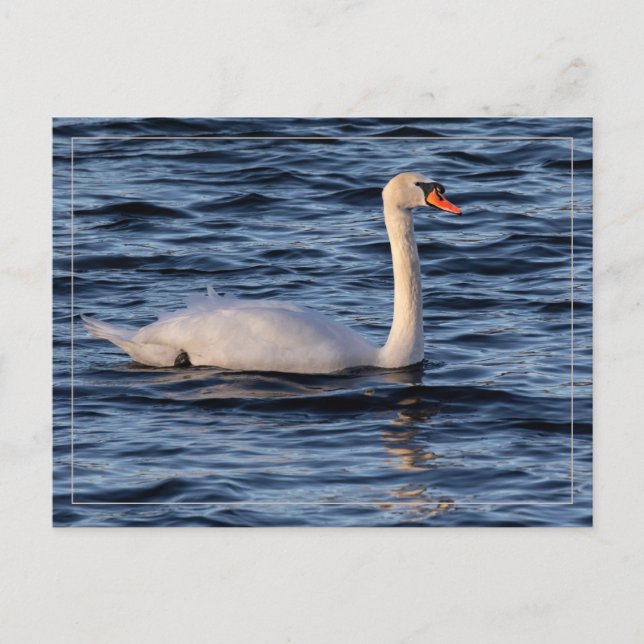 Postal Cisne y agua azul (Anverso)