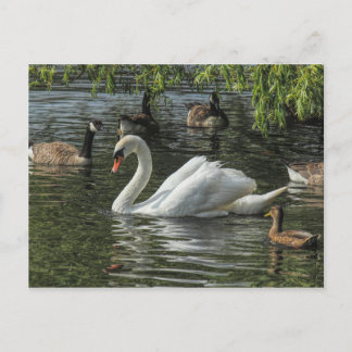Postal Cisne y otras aves. Lago Roath Park, Cardiff