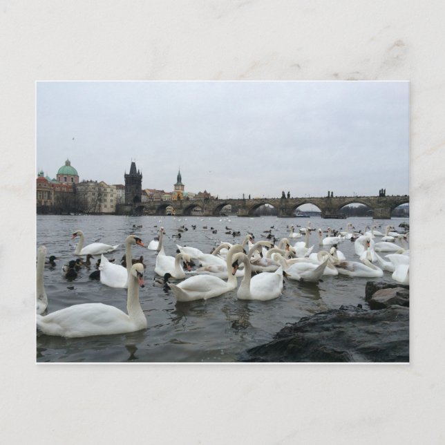 Postal Cisnes a orillas del Puente Carlos (Anverso)