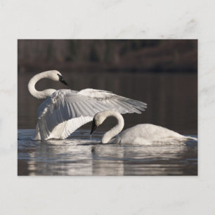Postal Cisnes amorosos