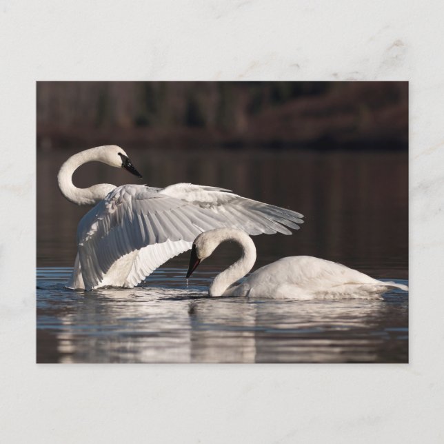 Postal Cisnes amorosos (Anverso)