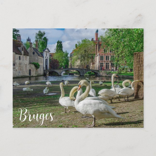 Postal Cisnes blancos en el centro de Brujas (Anverso)