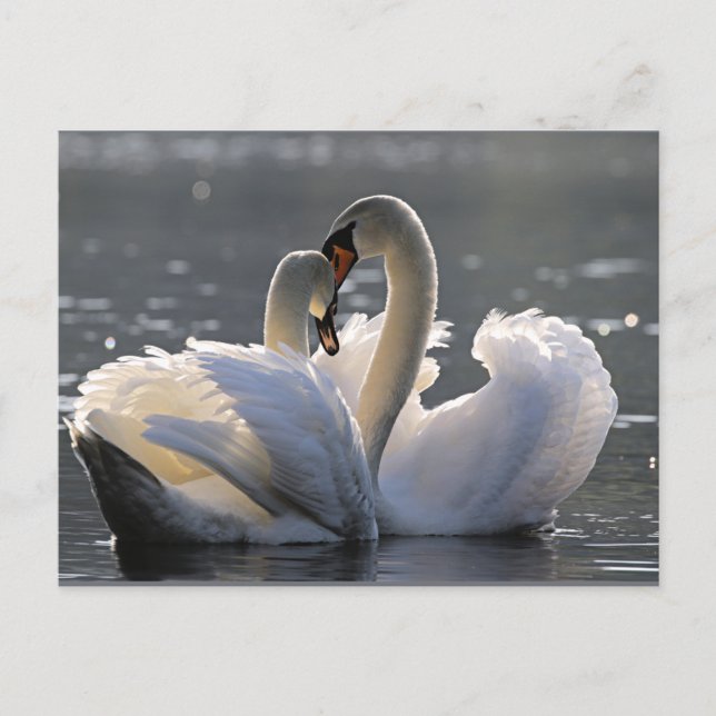 Postal Cisnes de buen gusto (Anverso)
