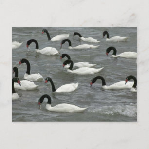 Postal Cisnes de cuello negro (Cygnus melancoryphus)