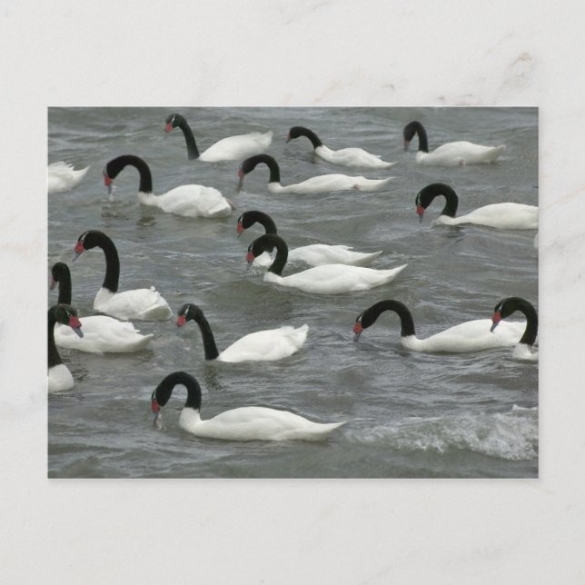 Postal Cisnes de cuello negro (Cygnus melancoryphus) (Anverso)