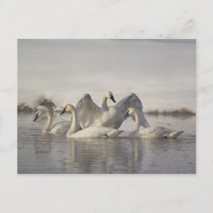 Postal Cisnes de Trumpeter en el río Madison en invierno