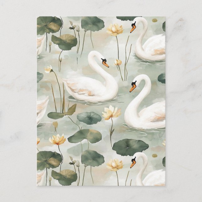 Postal Cisnes elegantes (Anverso)