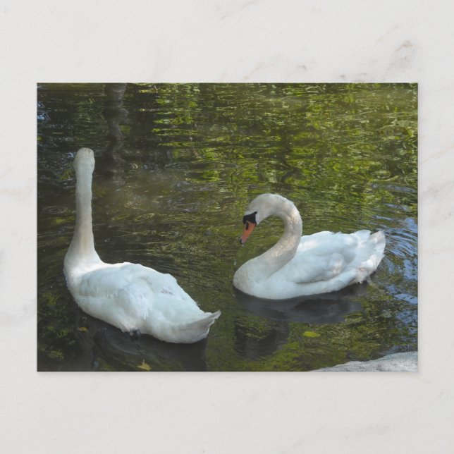 Postal Cisnes Elegantes (Anverso)