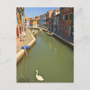 Postal Cisnes en canal, isla de Burano, Venecia, Italia