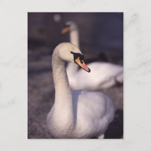 Postal Cisnes en el lago Windermere