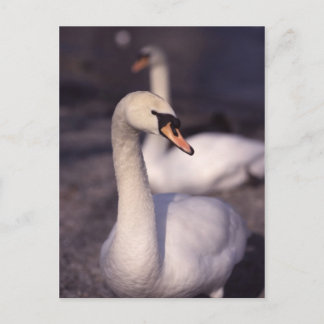 Postal Cisnes en el lago Windermere