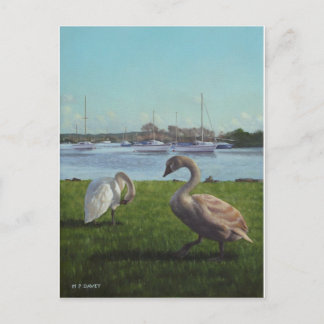 Postal cisnes en el puerto de Christchurch