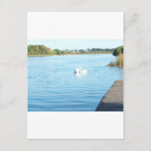 Postal Cisnes en el río Corrib