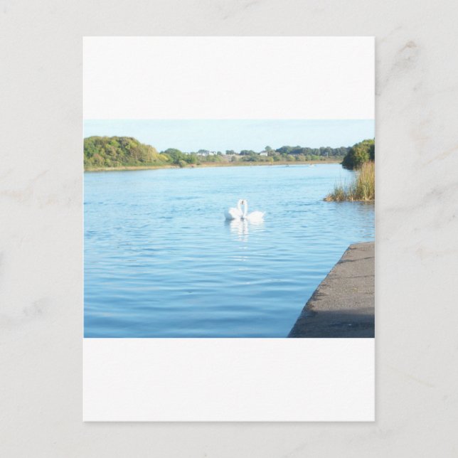Postal Cisnes en el río Corrib (Anverso)