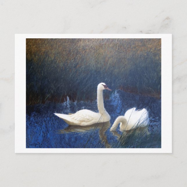 Postal Cisnes en juncos, Bruno Liljefors (Anverso)