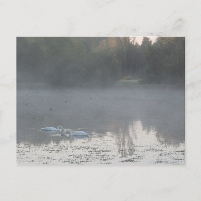 Postal cisnes en la niebla (Anverso)