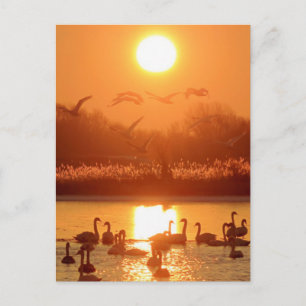 Postal Cisnes en lago al atardecer