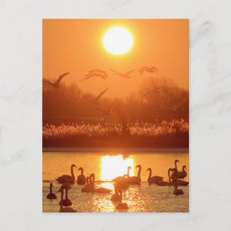 Postal Cisnes en lago al atardecer