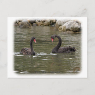 Postal Cisnes negras 9Y353D-021