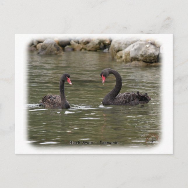 Postal Cisnes negras 9Y353D-021 (Anverso)