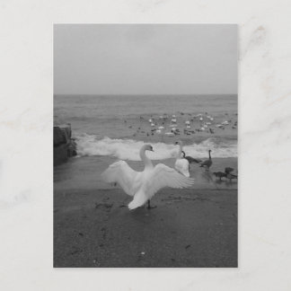Postal Cisnes y Aves Negros y Blancos en el lago Ontario
