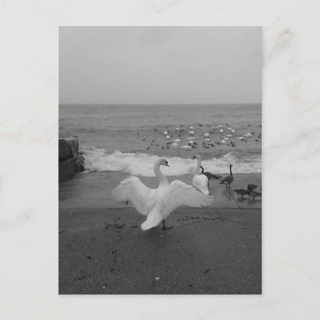 Postal Cisnes y Aves Negros y Blancos en el lago Ontario (Anverso)