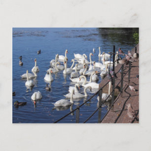 Postal Cisnes y otras aves en el lago Roath Park Cardiff