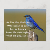 Cita de Bluebird