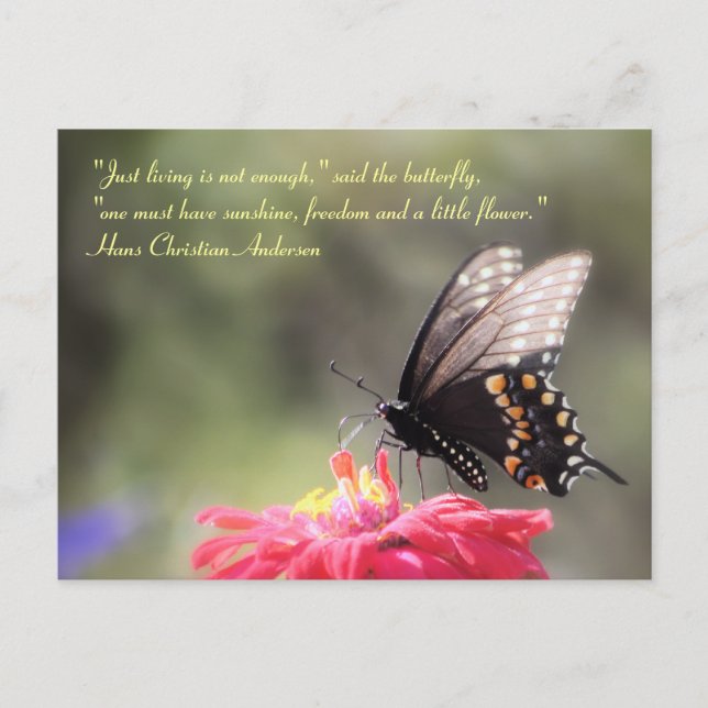 Postal Cita de mariposa "Sunshine, Freedom, Flower" (Anverso)