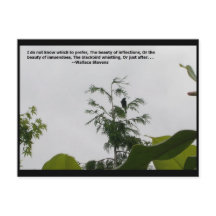 Cita de Wallace Stevens