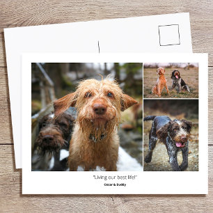 Postal Citas y frases divertidas de fotos personalizadas