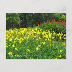 Postal Citron Daylily    [Postcard] ポ ス カ ド