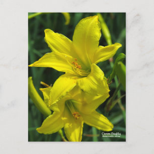 Postal Citron Daylily    [Postcard] ポ ス カ ド