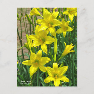 Postal Citron Daylily    [Postcard] ポ ス カ ド