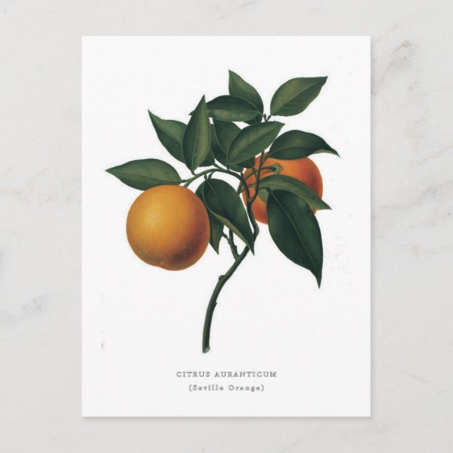 Postal Citrus auranticum 'Naranja de Sevilla' (Anverso)