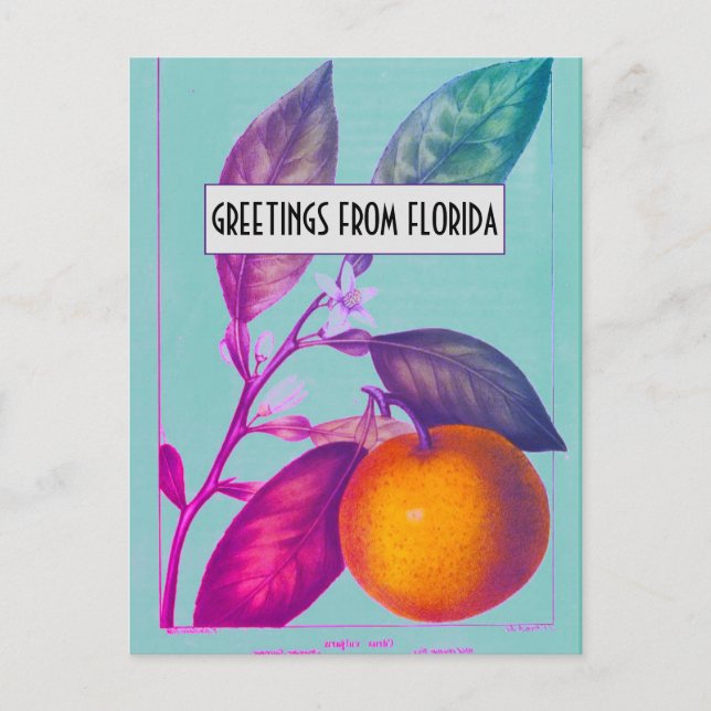 Postal Citrus de Florida (Anverso)
