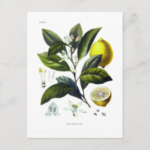 Postal Citrus Limonum (limón)