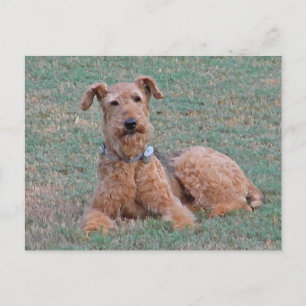 Postal CJ-Airedale Terrier