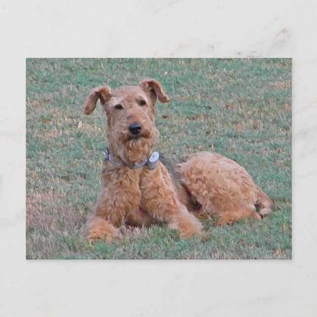 Postal CJ-Airedale Terrier (Anverso)