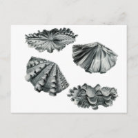 Clam gigante fluida