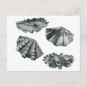 Postal Clam gigante fluida