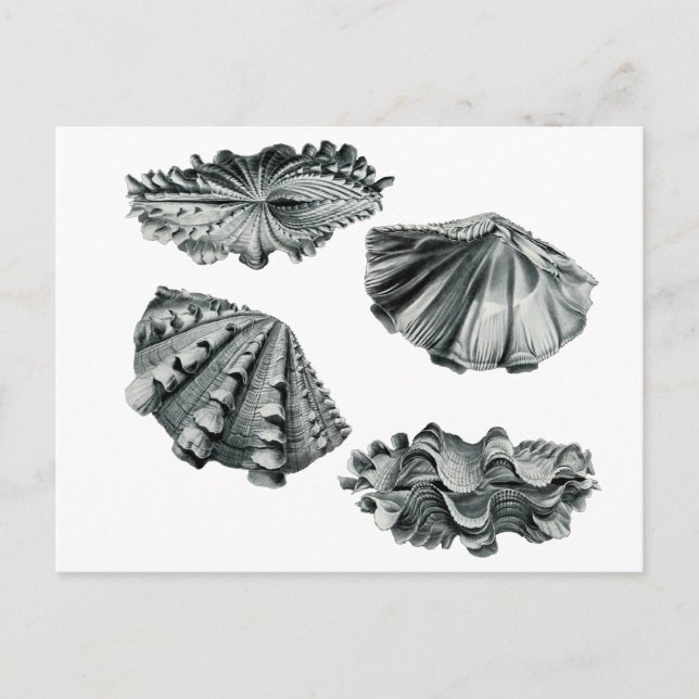 Postal Clam gigante fluida (Anverso)