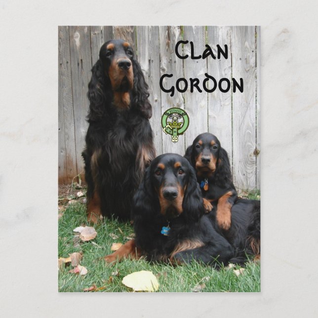 Postal Clan Gordon, Gordon Setter Generations Postcard (Anverso)