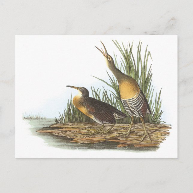 Postal Clapper Rail de Audubon (Anverso)